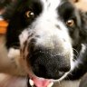 MoWind