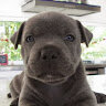 stormthestaffy