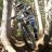 dirkbike