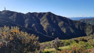 M_Midle Leaping Lizards Makara Park.jpg