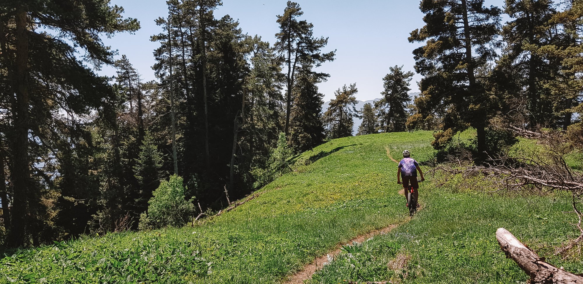 borjomi_trail.jpeg